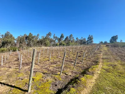 Parcela en venta