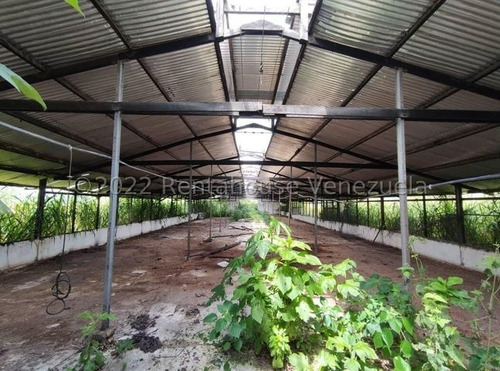 Imagen 16 de 20 de Finca Avicola En Venta Bejuma Carabobo