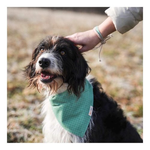 Pettsie Collar Para Perro A Juego, Bandana Extraíble Y De La
