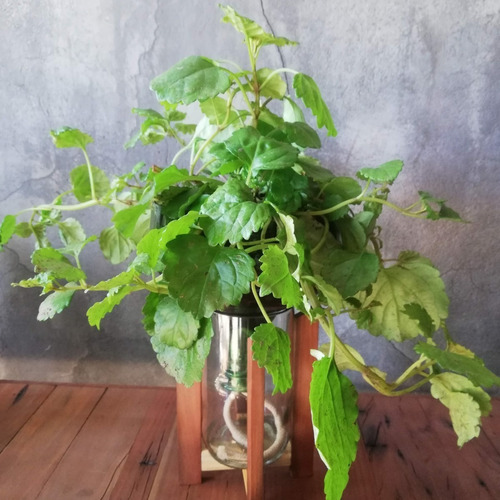 Imagen 2 de 7 de Dolar Little Plant 32 Con Soporte, Maceta Autorregante