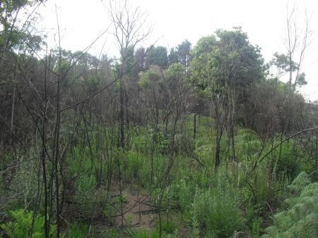 Imagem 4 de 10 de Venda Residential / Land Lot Serra Da Cantareira Mairiporã - 1437