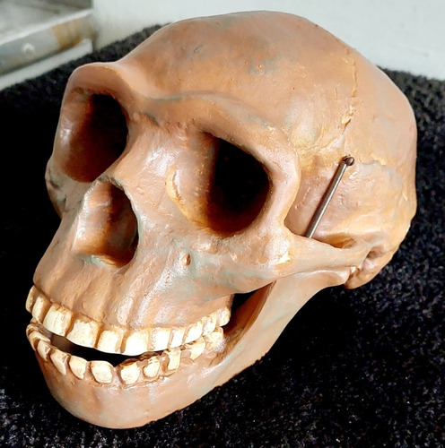 Réplica Cráneo Antropológico Sinanthropus 1929 Vp750