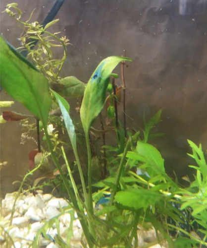 Imagen 4 de 6 de Gambas Camarones 5 Azul Neocaridinas