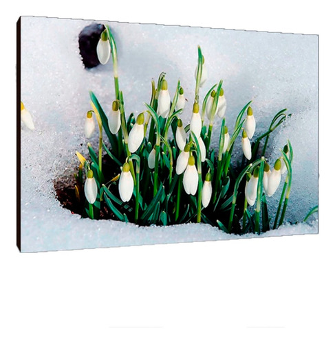 Cuadros Poster Flores Naturaleza Xl 33x48 (res (36))