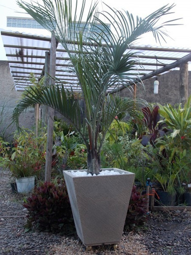 Muda De Palmeira Triangular ( Jardim E Decoração )