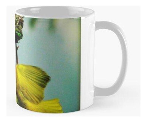 Taza Flying Weaver Bird Se Acerca Al Nido - Turtle Bay, Wata