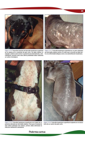 Rodríguez Beltrán: Prurito Canino: Diagnóstico Y Tratamiento