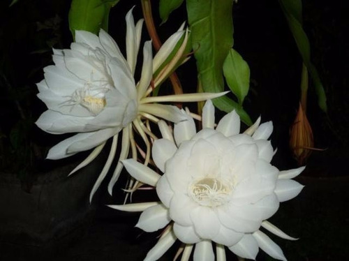 Imagem 2 de 4 de 02 Mudas De Dama Da Noite Branca - Epiphyllum Oxypetalum