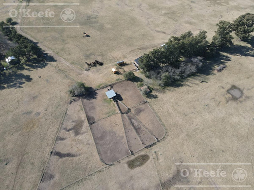 Imagen 10 de 10 de Único Campo En Venta Mixto De 600 Has Con Casco A 2.500 Mts De Ruta 29 Y A Una Hora De Caba. - C. Brandsen