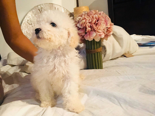 Poodle Toy