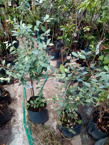 Blueberry ( Arbol ) 1 M Var Biloxy Highbush Deliciosos