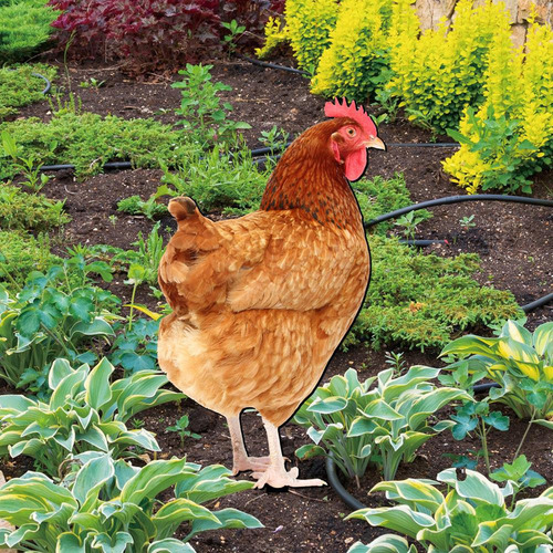 Estatua Realista De Gallina Y Gallina Con Forma De Gallina P