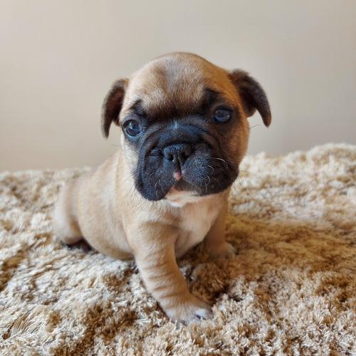 Imagem 1 de 1 de Buldogue Francês