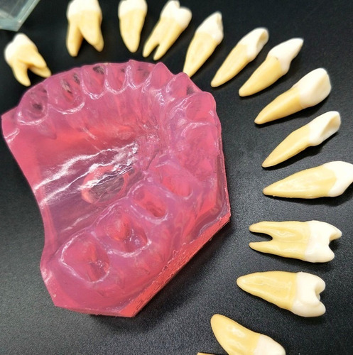 Imagen 9 de 10 de Modelo Acrílico Único Dientes Desmontables Encía Enseñanza