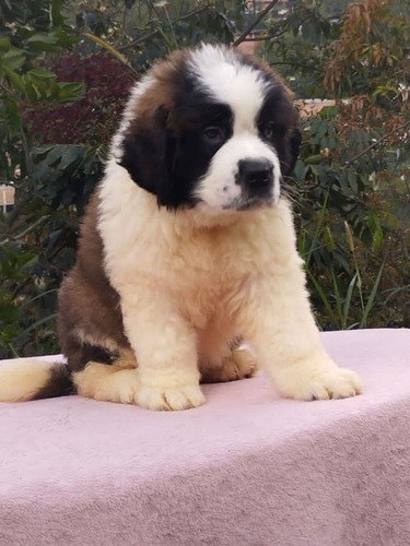 Cachorro San Bernardo Hembra