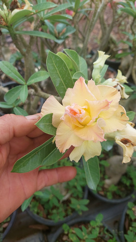 Enxertos De Adeniun (rosa Do Deserto)