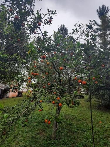 Imagem 4 de 5 de Chácara A Venda Em Embu Guaçu