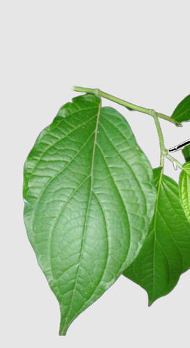Matico 70 Semillas Fácil Germinación