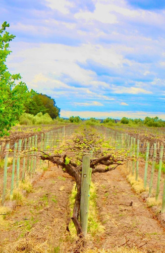 Greenwood Vende Inmaculada Finca En El Departamento De San Martin, Tres Porteña.