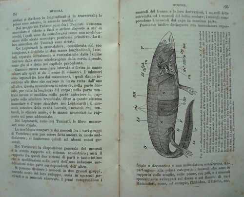 Imagen 3 de 3 de Antiguo Libro Anatomia Comparata L. Camerano 47n 473
