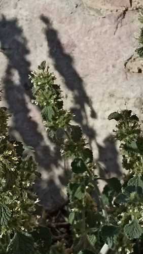 Marrubium Vulgare, Marrubio O Manrrubio, 100 Semillas, Nv