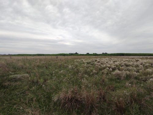 Campo En Venta Magdalena Ruta 11 Altura Regimiento