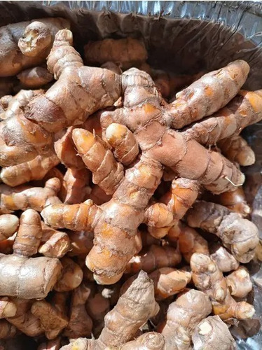Açafrão Raiz Cúrcuma Açafrão Da Terra 30 Rizomas Frescos