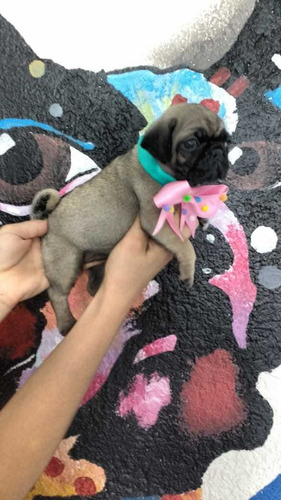 Bonitos Pug Cachorros Hermosos