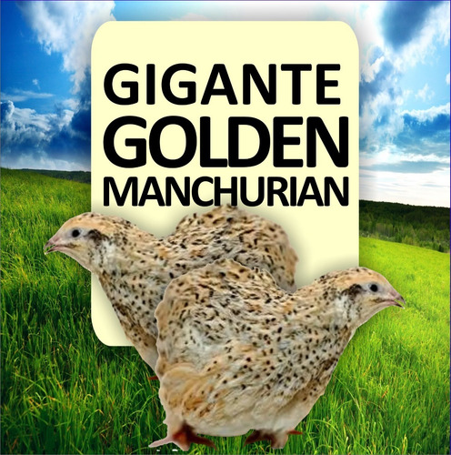 4 Dúzias - Ovos Galados Codorna Gigante Mistos