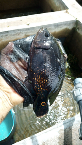 Imagen 1 de 1 de Peces Óscares 7cm
