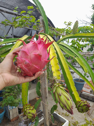 1 Planta De Pitahaya Roja, Fruta Del Dragón 