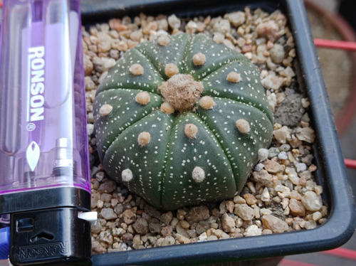Cactus Astrophytum Asterias
