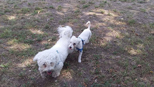 Imagen 8 de 10 de Guardería Canina Zona Sur