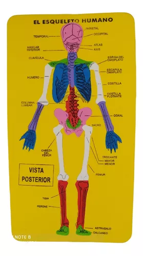 Rompecabezas Foami, Didáctico Esqueleto-musculo. Entrega MercadoLibre