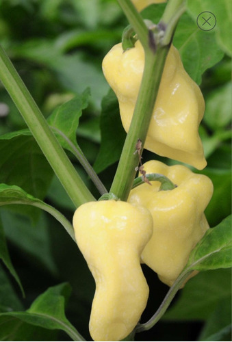 Semillas Aji Picante Habanero Blanco