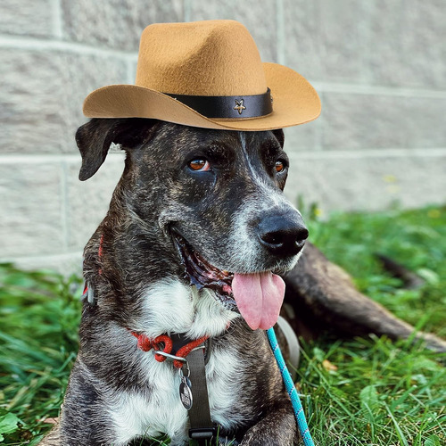 3 Piezas Sombrero Para Mascota Sombrero Formal Mexico Som...