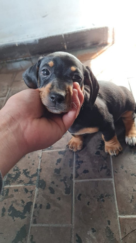 Ultima Cachorra Salchicha Hembra Disponible!!!!