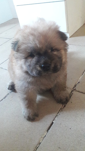 Filhote De Chowchow