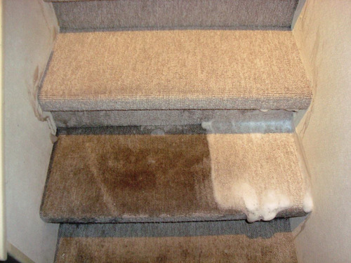 Limpieza De Alfombras Y Piso Flotante