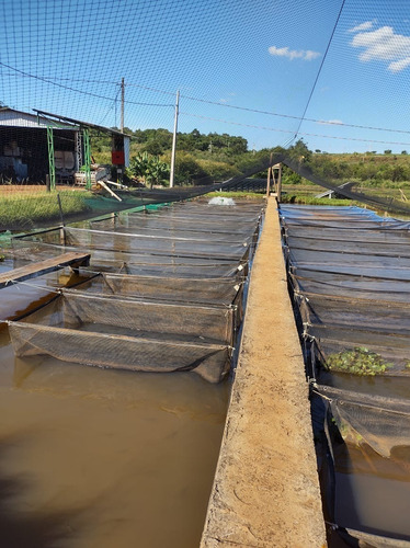 Rede Anti-pássaros 50mm Entre Nós Até 3 Metros Quadrados