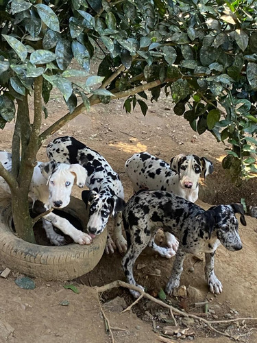 Dogue Alemão Merle Arlequim E Boston Lindíssimos