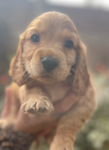 Cachorros Cocker Spaniel