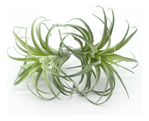 2 Piezas De Plantas De Aire De Tillandsia Flocadas Arti...