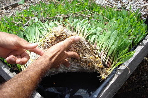 Milho Hidropônico Alimentação Do Gado Na Entressafra 1000 L