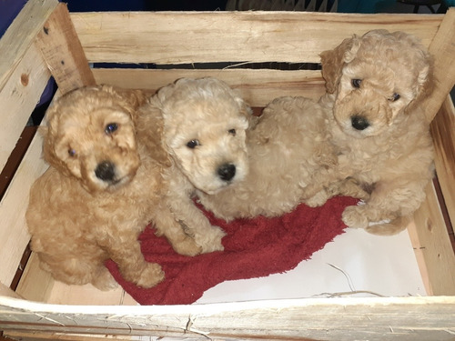 Imagen 6 de 7 de Caniche Listo Para Entregar