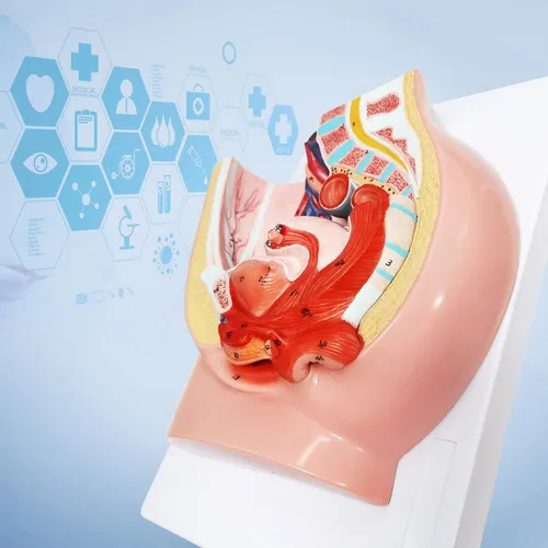 Modelo Anatomia Pelvis Femenina Humana Organo Reproductor