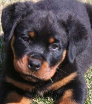 Rottweiler Cachorros Reserva