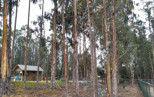 Costa Quilén