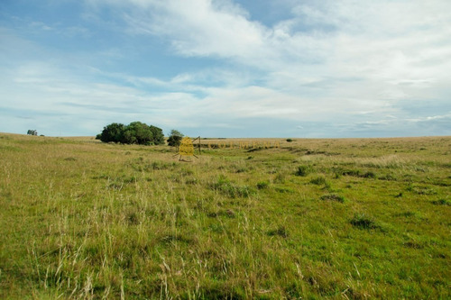 Campo De 86 Has Ganadero, Cuenta Con Tajamar Y Costa De Arroyo. Consulte!!!!!!- Ref: 2366