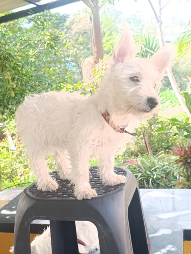 Cachorra Westy - Cachorra West Highland White Terrier 